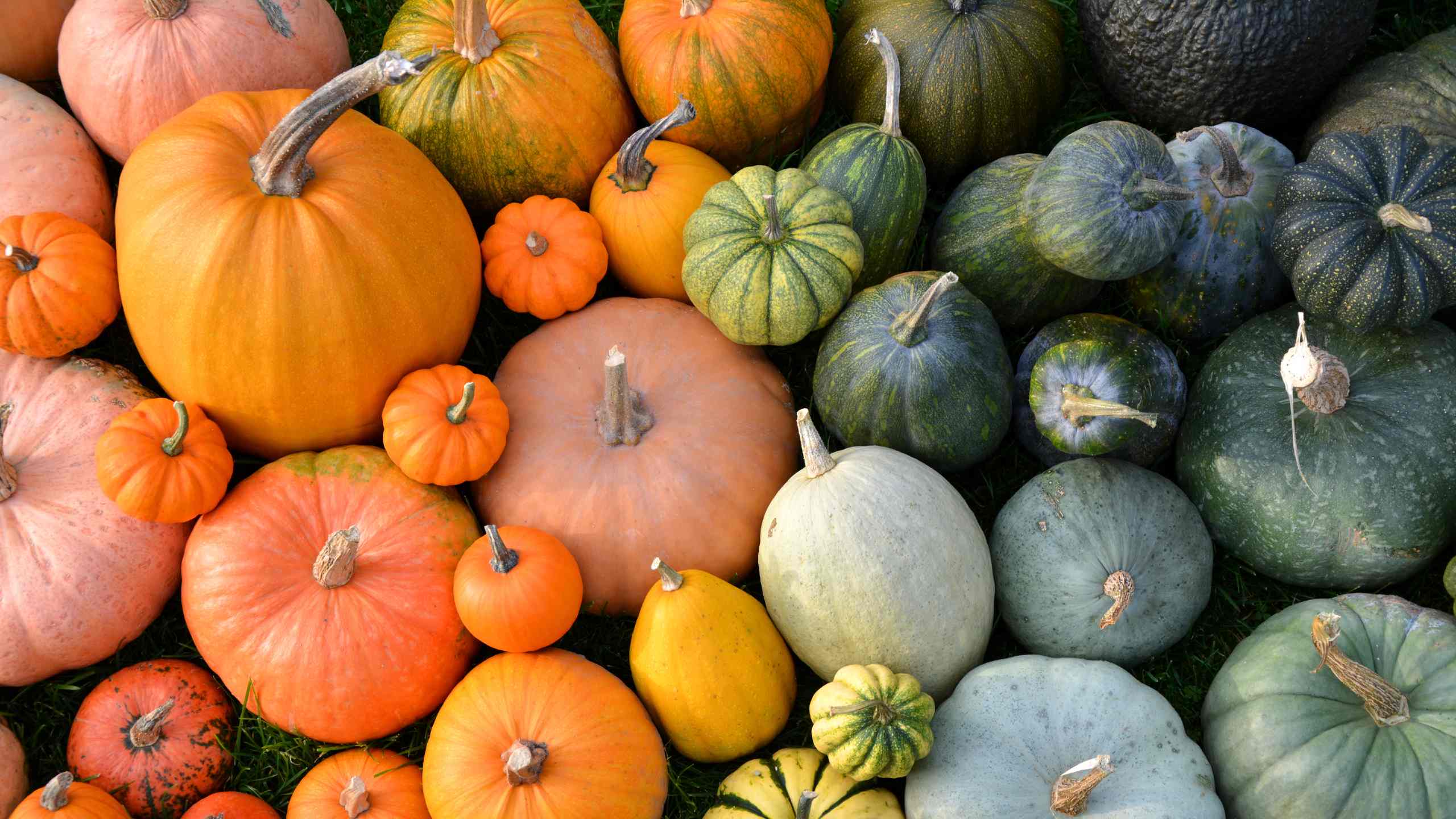 Pitra Paksh, Halloween and Pumpkins